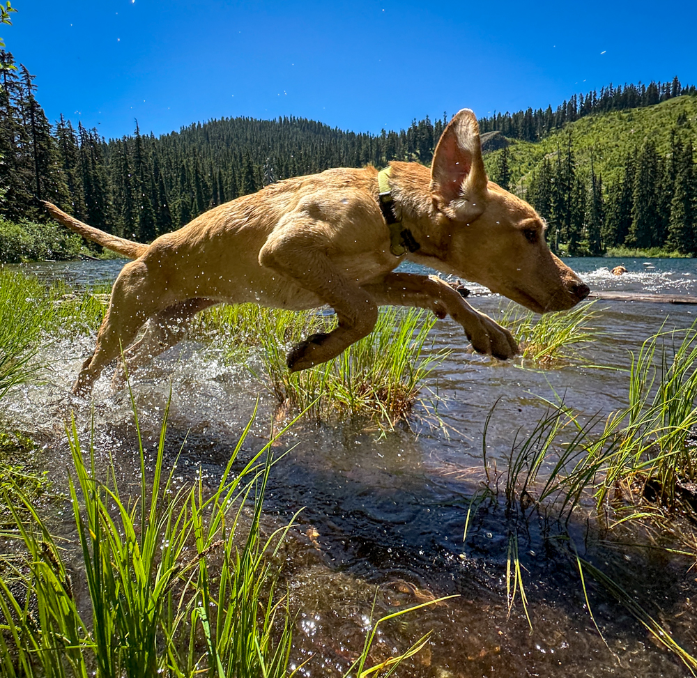 moosefish photo