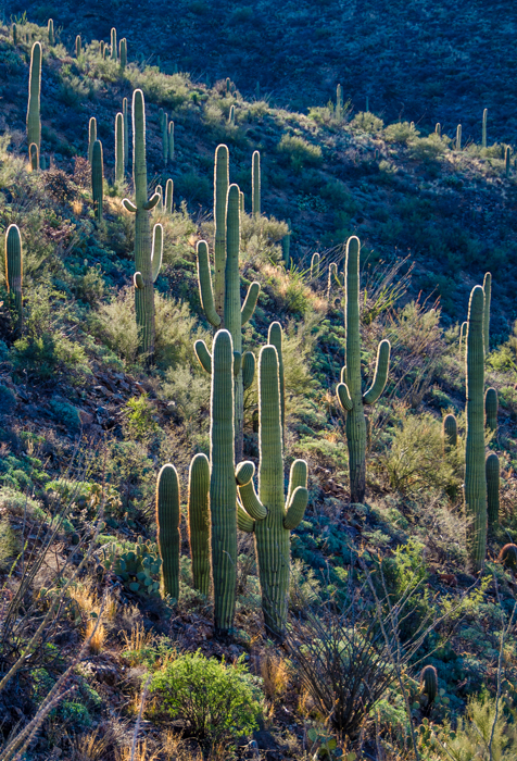 Saguaro National Park is exactly why we need a strong National Park ...